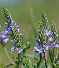 Rozrazil rozekvítek - Veronica chamaedrys - semena - 25 ks