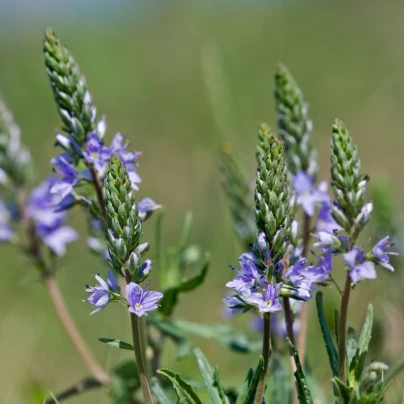 Rozrazil rozekvítek - Veronica chamaedrys - semena - 25 ks