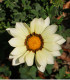 Gazánie Kiss White F1 - Gazania rigens - semena - 12 ks