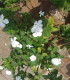 Barvínek White F1 - Catharanthus - semena - 30 ks