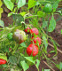 Chilli Large Red Cherry Hot - Capsicum annuum - semena - 7 ks