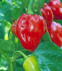 Chilli Karibské červené - Capsicum chinense - semena - 6 ks