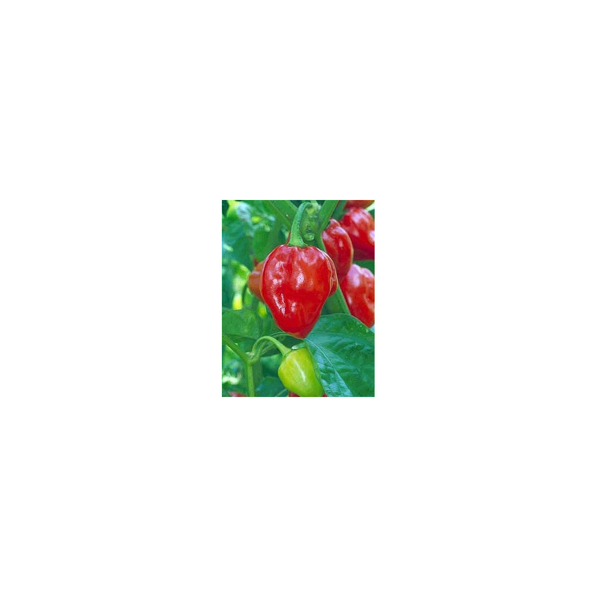 Chilli - Karibské červené - semena - 6 ks - Chilli