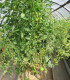 Rajče Goldkrone - Solanum lycopersicum - semena - 20 ks