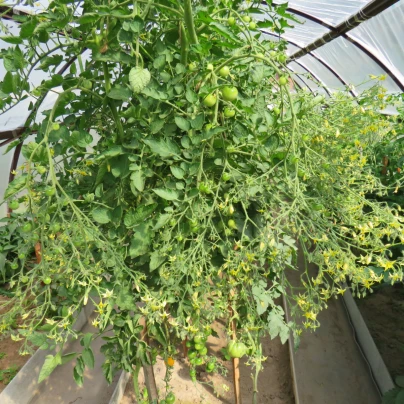 Rajče Goldkrone - Solanum lycopersicum - semena - 20 ks