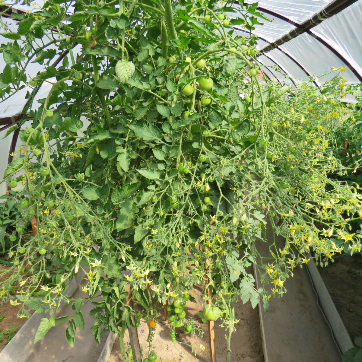 Rajče Goldkrone - Solanum lycopersicum - semena - 10 ks