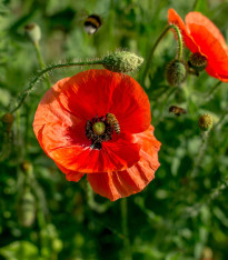 BIO Vlčí mák červený - Papaver rhoeas - bio semena - 100 ks