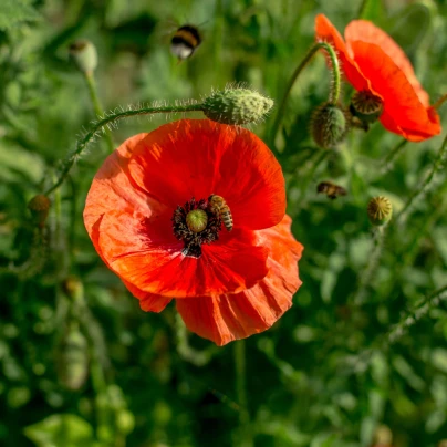 BIO Vlčí mák červený - Papaver rhoeas - bio semena - 100 ks