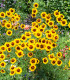 BIO Krásnoočko barevné - Coreopsis tinctoria - bio semena - 50 ks