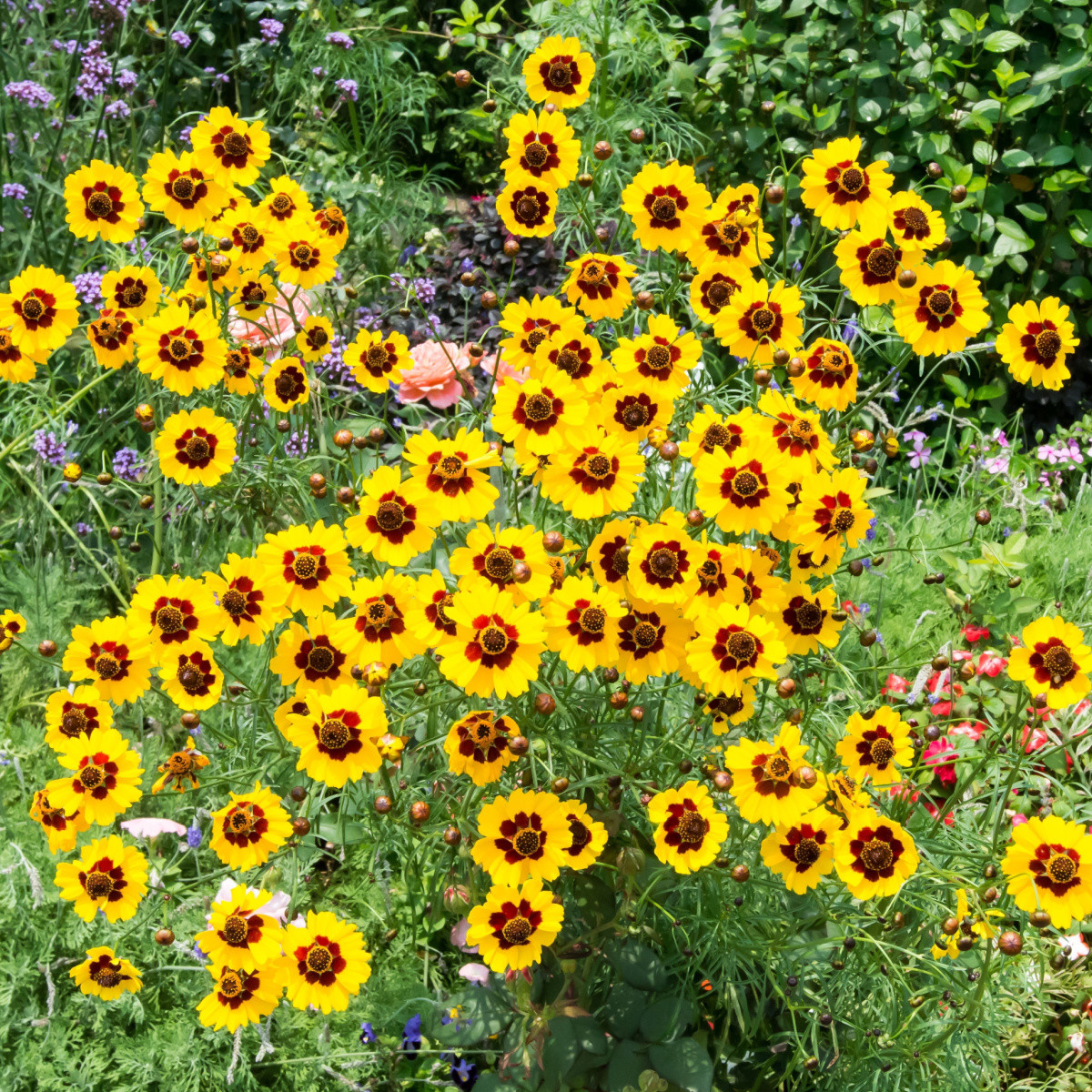 BIO Krásnoočko barevné - Coreopsis tinctoria - bio semena - 50 ks