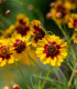 BIO Krásnoočko barevné - Coreopsis tinctoria - bio semena - 50 ks