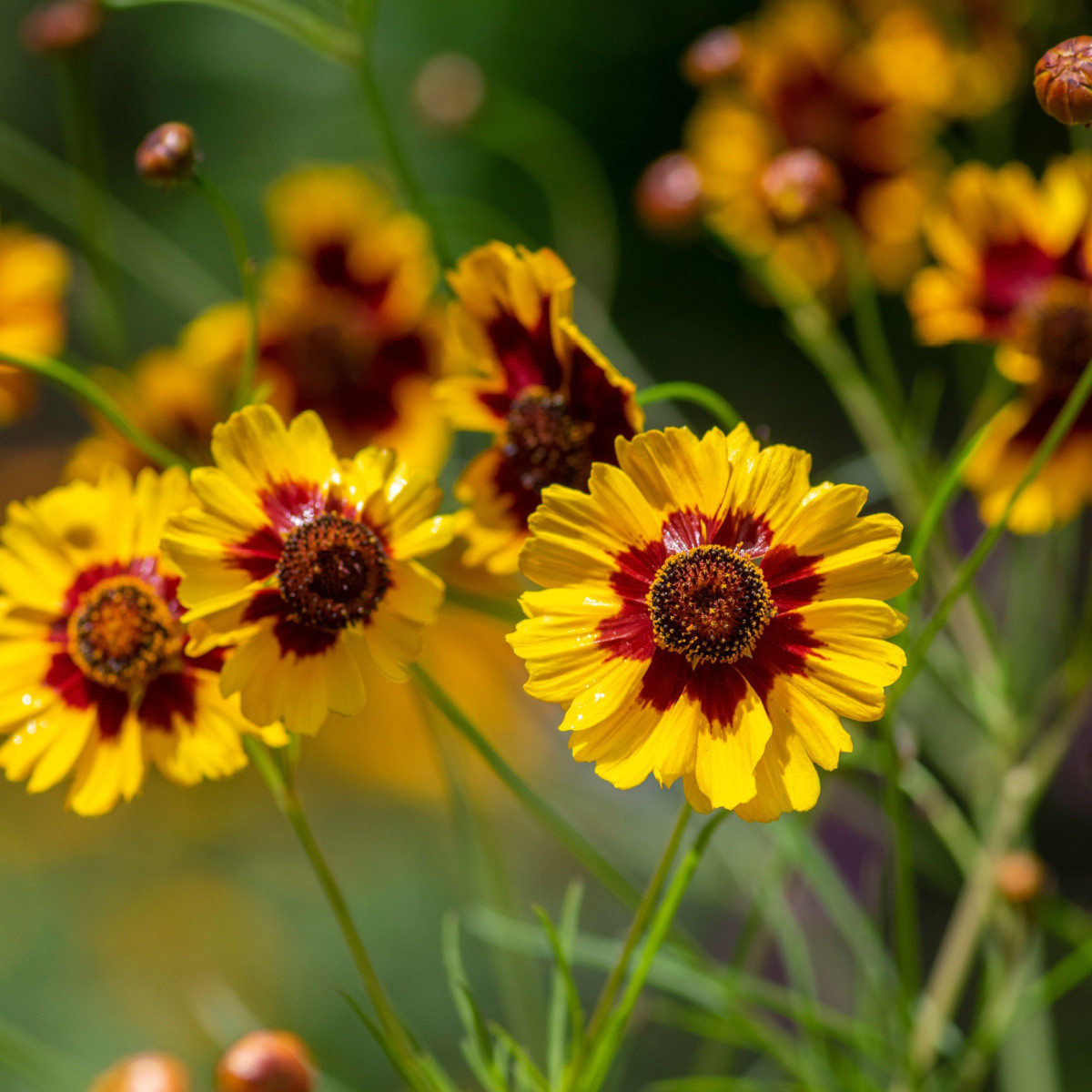 BIO Krásnoočko barevné - Coreopsis tinctoria - bio semena - 50 ks