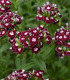 BIO Hvozdík bradatý Sweet William Chris - Dianthus barbatus - bio semena - 50 ks