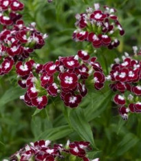 BIO Hvozdík bradatý Sweet William Chris - Dianthus barbatus - bio semena - 50 ks