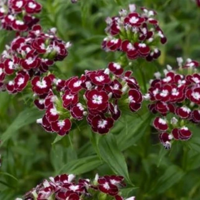BIO Hvozdík bradatý Sweet William Chris - Dianthus barbatus - bio semena - 50 ks