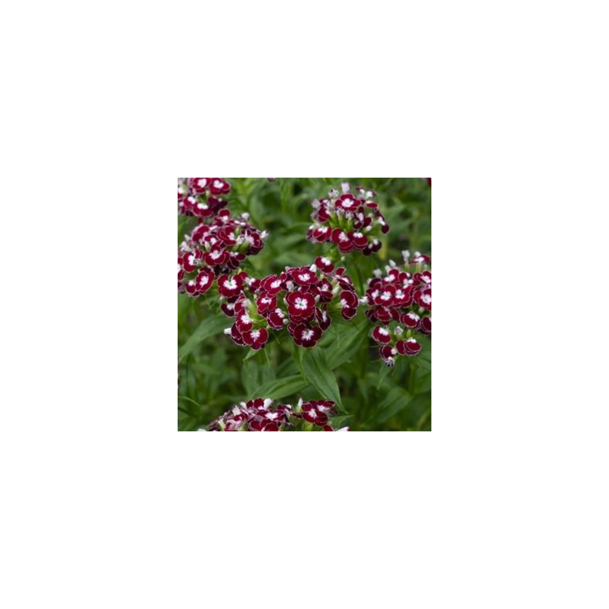 BIO Hvozdík bradatý Sweet William Chris - Dianthus barbatus - bio semena - 50 ks