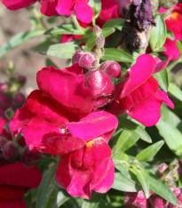 BIO Hledík větší Black Prince - Antirrhinum majus - bio semena - 120 ks