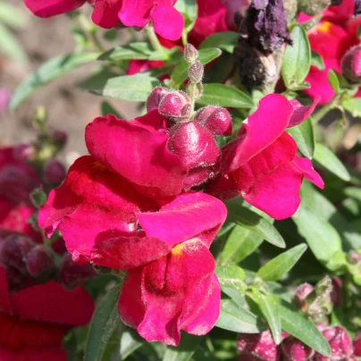 BIO Hledík větší Black Prince - Antirrhinum majus - bio semena - 120 ks