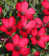 BIO Len červený - Linum grandiflorum - bio semena - 120 ks