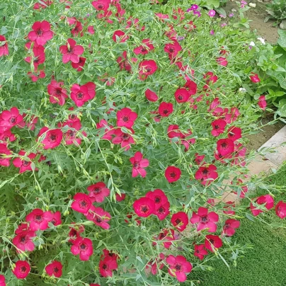 BIO Len velkokvětý červený - Linum grandiflorum - bio semena - 120 ks