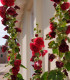 Topolovka Chaters Scarlet - Alcea rosea - semena - 30 ks