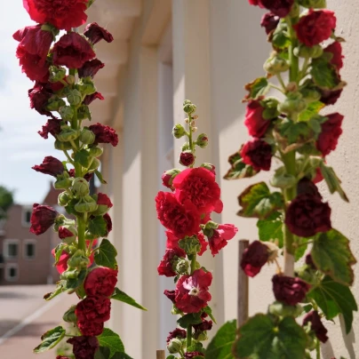 Topolovka Chaters Scarlet - Alcea rosea - semena - 30 ks