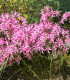 Nerine Bowdenova - Nerine bowdenii - cibuloviny - 1 ks
