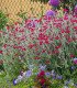 Kohoutek věncový - Lychnis coronaria - semena - 50 ks