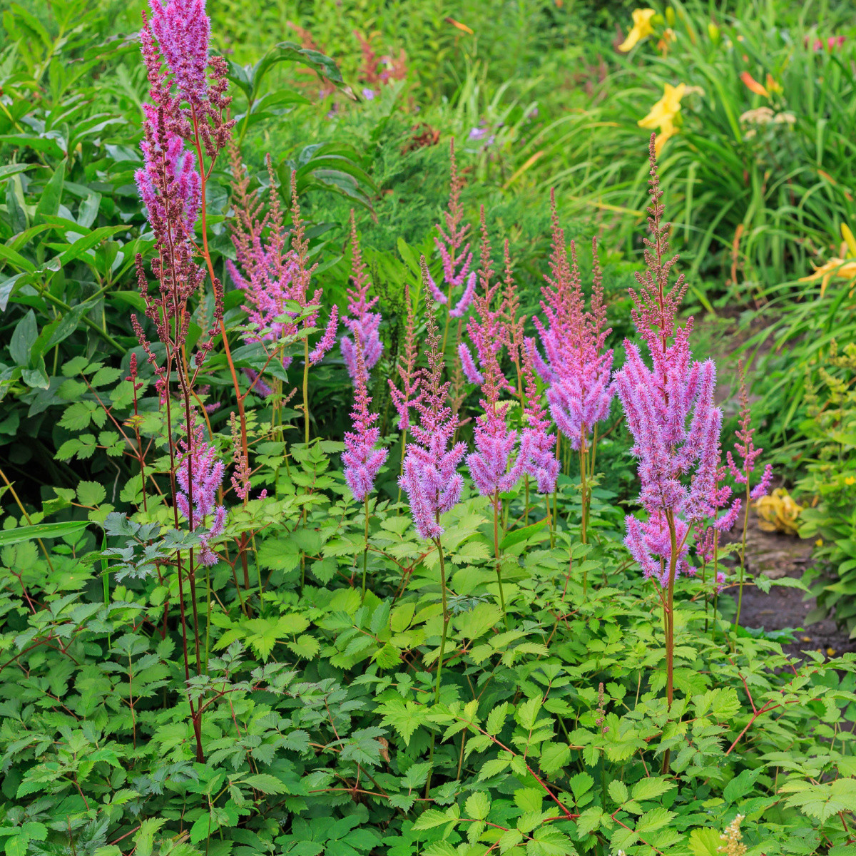 Čechrava čínská fialová - Astilbe chinensis - semena - 10 ks