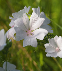 Sléz pižmový bílý - Malva moschata alba - semena - 50 ks