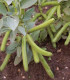BIO Bob Ratio - Vicia faba - bio semena - 15 ks