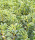 BIO Bob Ratio - Vicia faba - bio semena - 15 ks