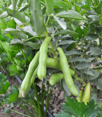 BIO Bob Fruhe Weisskeimige - Vicia faba - bio semena - 15 ks