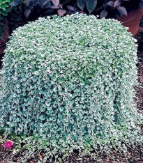 Stříbrný déšť Silver Falls - Dichondra emerals - semena - 6 ks