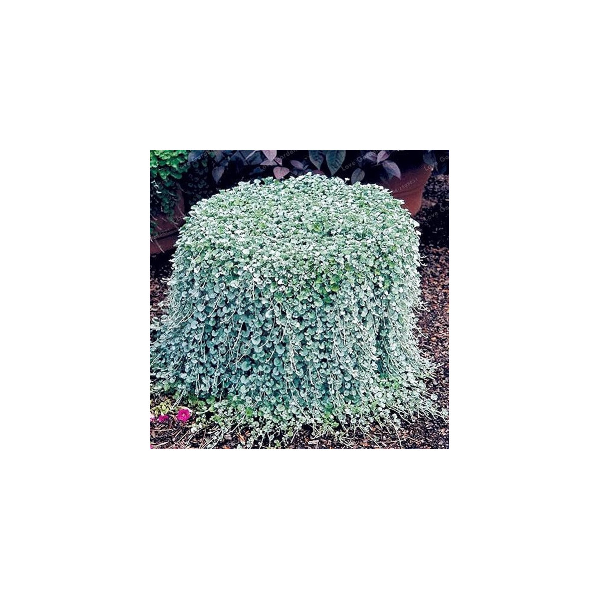 Stříbrný déšť Silver Falls - Dichondra emerals - semena - 6 ks