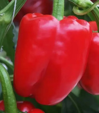 Paprika Beluga Red F1 - Capsicum annuum - semena - 5 ks