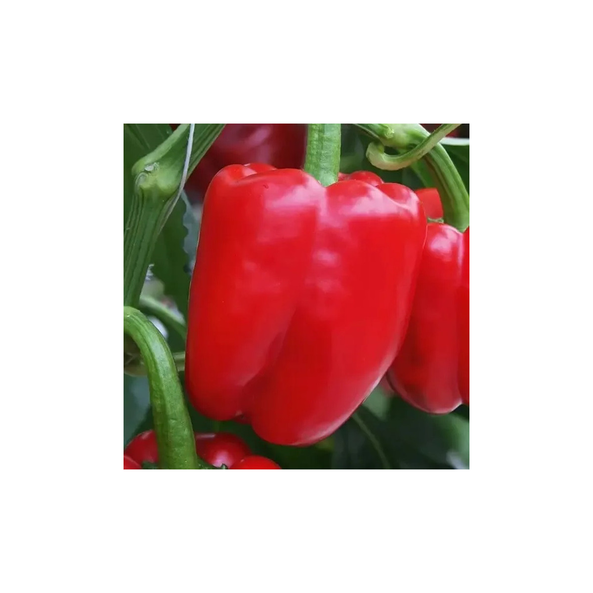 Paprika Beluga Red F1 - Capsicum annuum - semena - 5 ks