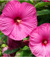 Ibišek bahenní Nippon Rose F1 - Hibiscus moscheutos - semena - 5 ks