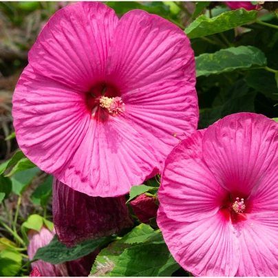 Ibišek bahenní Nippon Rose F1 - Hibiscus moscheutos - semena - 5 ks