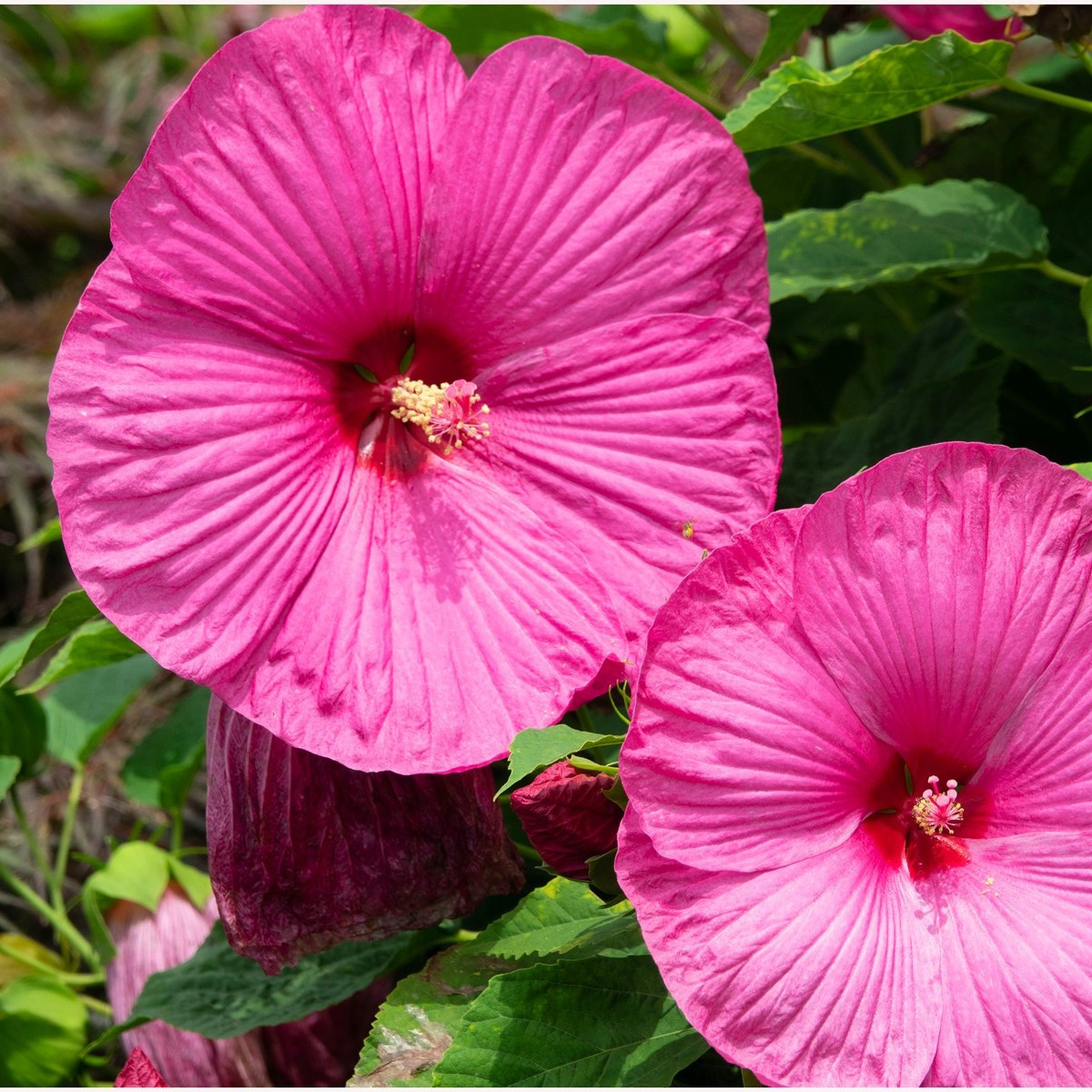 Ibišek bahenní Nippon Rose F1 - Hibiscus moscheutos - semena - 5 ks