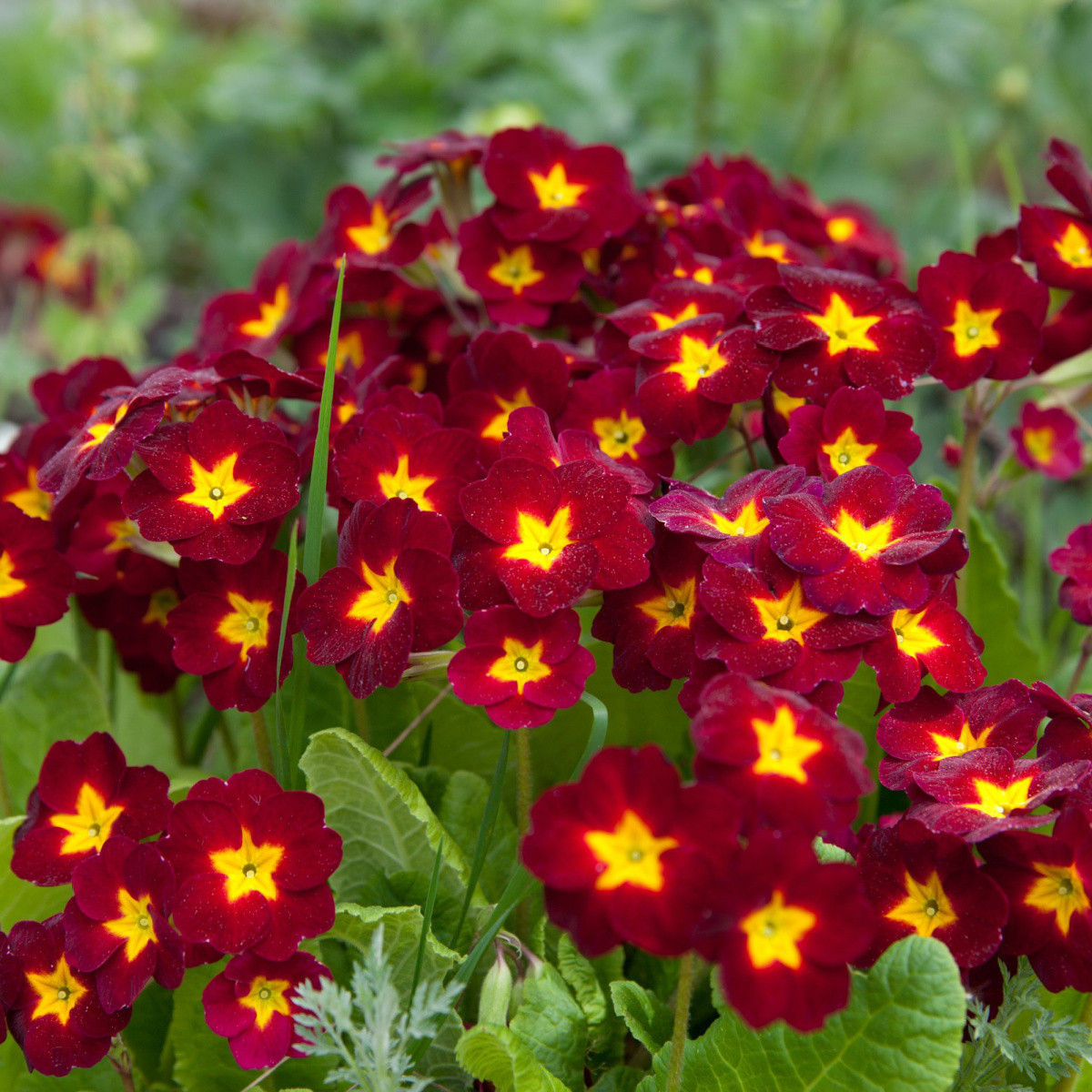 Prvosenka Inara F1 Late Red - Primula elatior - semena - 20 ks