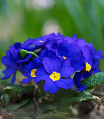 Prvosenka Inara F1 Late Blue - Primula elatior - semena - 20 ks