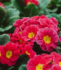 Prvosenka Inara F1 Rose - Primula elatior - semena - 20 ks