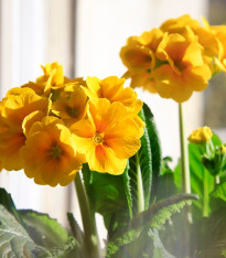 Prvosenka Inara F1 Gold - Primula elatior - semena - 20 ks