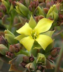 Semena kolopejky – Kolopejka grandiflora – Kalanchoe