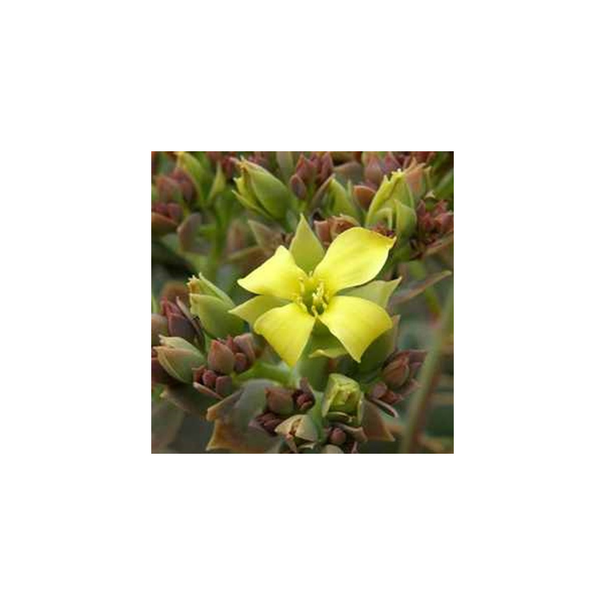 Kolopejka grandiflora - Kalanchoe - semena - 20 ks