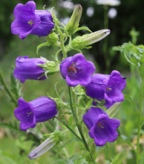 Zvonek zahradní Champion F1 Blue - Campanula medium - semena - 15 ks