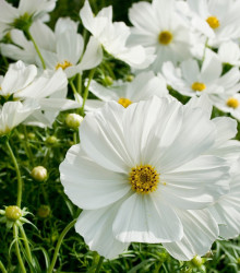Semena krásenky – Krásenka zpeřená Cosmini White – Cosmos bipinnatus