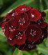 Hvozdík bradatý Sweet Black Cherry F1 - Dianthus barbatus - semena - 20 ks