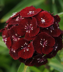 Hvozdík bradatý Sweet Black Cherry F1 - Dianthus barbatus - semena - 20 ks
